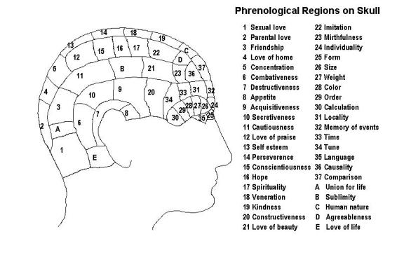 Phrenological Regions on Skull